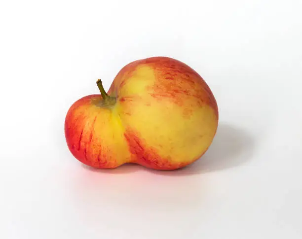 An unusual shaped apple with a double plum on a white background