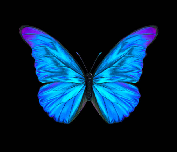 istock Blue morpho butterfly hand drawn illustration. Bright tropical insect drawing isolated 1475868827