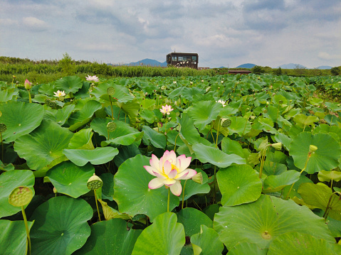 Lotus flower blooming in Junam Reservoir in Changwon ,Busan, South Korea, Asia.