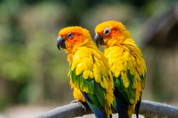 istock Sun Conure parrot in a zoo 1475870283