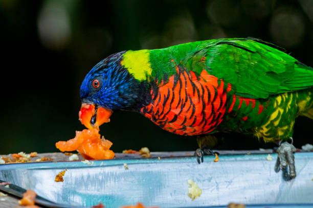 istock Loriini in the Chandigarh Bird Park 1475870303