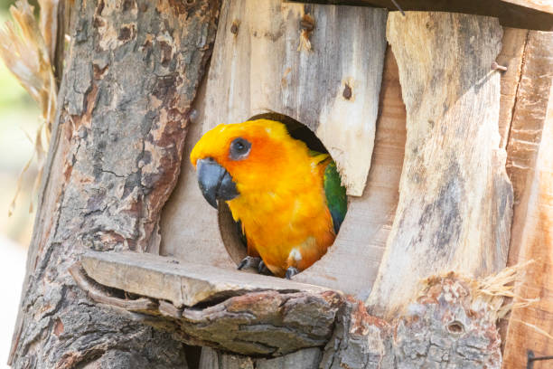 istock Sun Conure parrot in a zoo 1475870654
