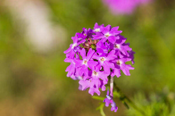 istock Wild flowers on the countryside 1475870796