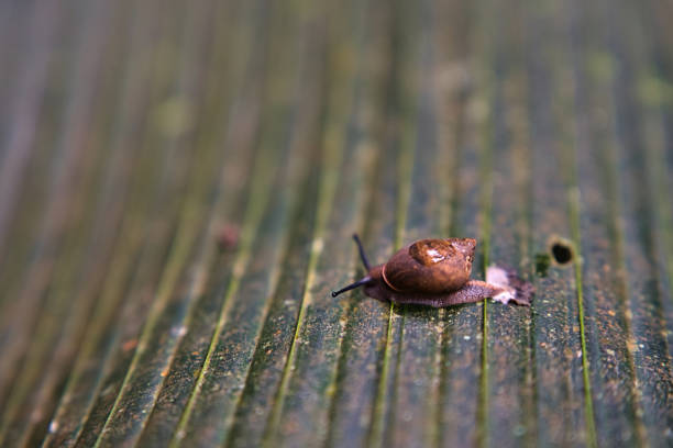 copolia trail, Seychelles endemic black snail  on palm leaves in the national park, Mahe Seychelles