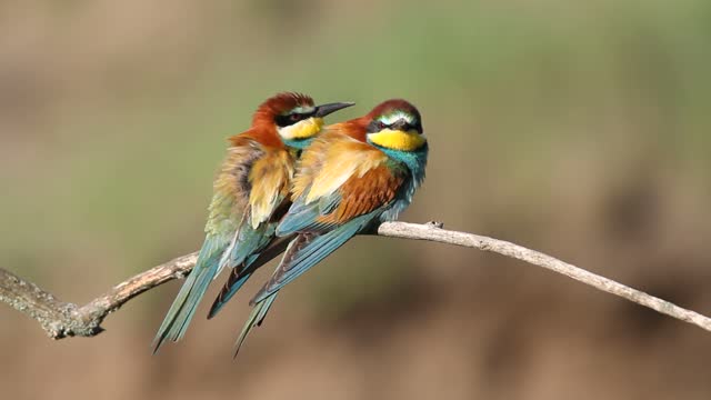 European bee-eater, Merops apiaster. Two birds sit on a branch next to each other