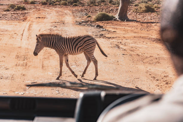Wild Animals on a Safari in South Africa