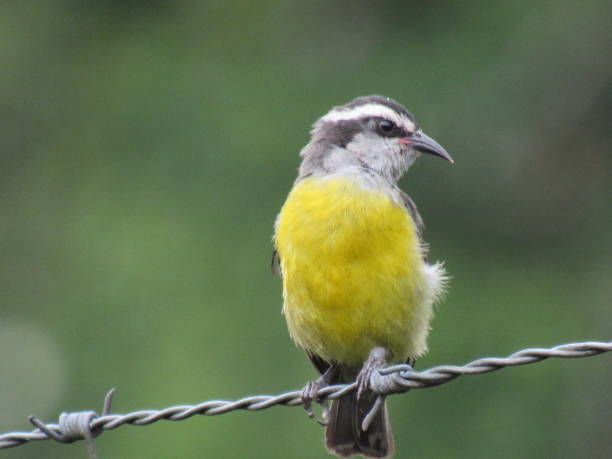 istock Bananaquit/Coereba flaveola
(Linnaeus, 1758) 1475872870
