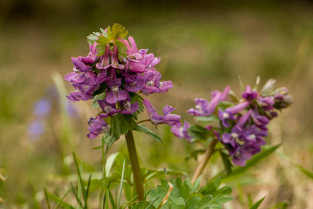 istock The growth is purple. Corydalis. 1475873979