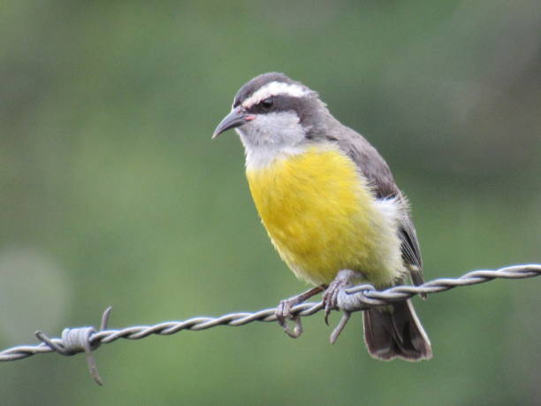 Bananaquit/Coereba flaveola
(Linnaeus, 1758)