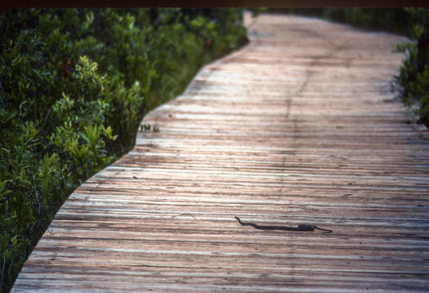 Okefenokee NWR - Snake on Swamp Walk Boardwalk - 1976