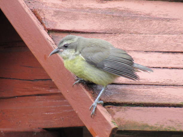 Bananaquit/Coereba flaveola
(Linnaeus, 1758)