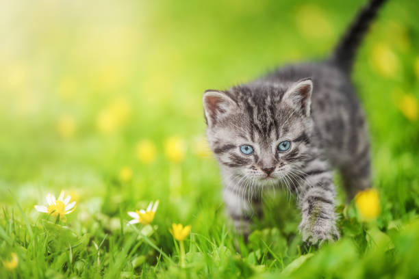 istock Cute tabby kitten on green grass and summer flowers background 1475874812