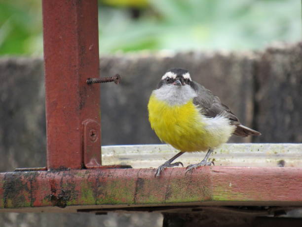 Bananaquit/Coereba flaveola
(Linnaeus, 1758)