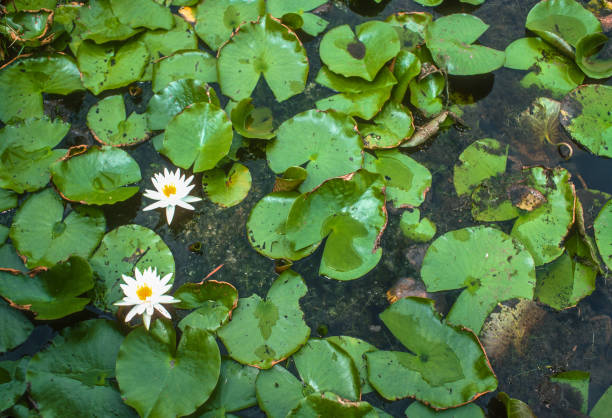 istock Okefenokee NWR - Water Lilies from Above - 1976 1475876099