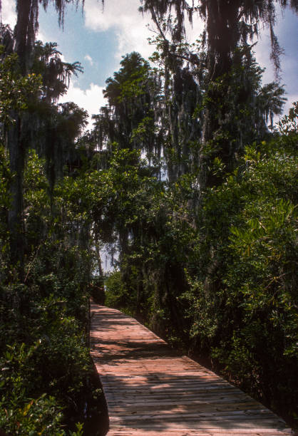 Okefenokee NWR - Boardwalk to Tower - 1976