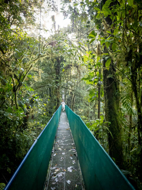 istock High bridge over trees in a Costa  Rican cloud forest 1475877372