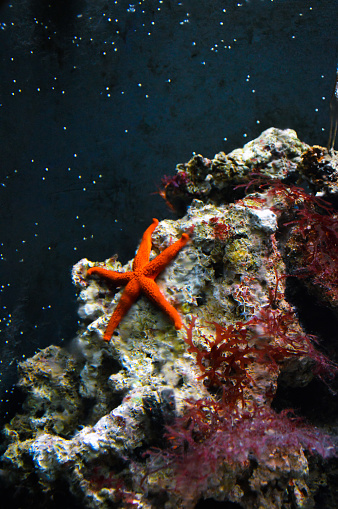 Red starfish on an underwater rock covered in corals and seaweed. Photo taken at Cattolica aquarium