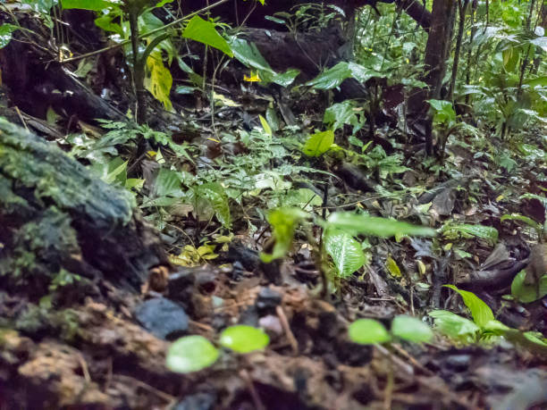 Fallen leaves on a forest floor in a Costa  Rican cloud forest.