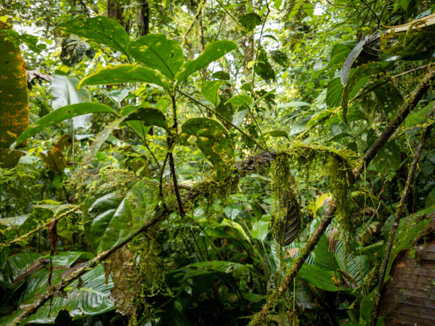 Fallen leaves on a forest floor in a Costa  Rican cloud forest.