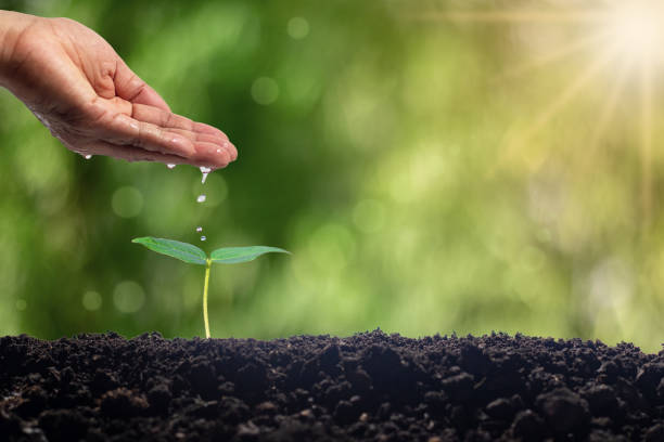 istock Use your hands to water the trees. 1475879230