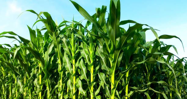 istock Beautiful corn plants in the agricultural field 1475879407