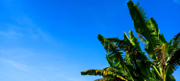 istock Beautiful banana leaves against blue sky background 1475879577