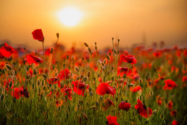 campo de papoulas. natureza verão flores silvestres. planta de papoulas de flores vermelhas. botões de flores silvestres. fundo da flor da papoula. humor de liberdade botânica floral. folha e arbusto - poppy field flower meadow - fotografias e filmes do acervo