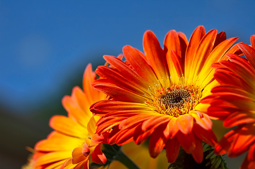 Blooming Orange Gerber Daisy, with vibrant colors against a blue sky