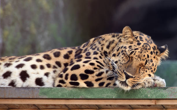 Leopard Awake 1,200+ Sleep Leopard Photos Stock Photos, Pictures & Royalty-Free ...