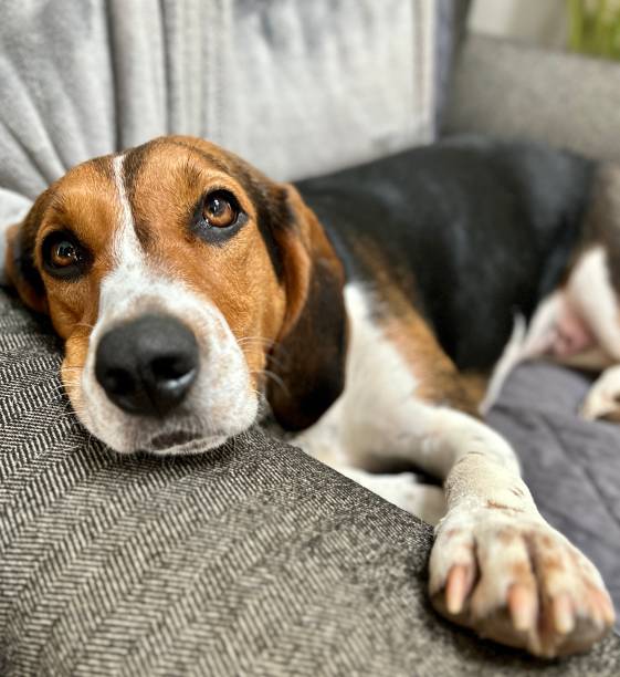 istock A cute purebred Treeing Walker Coonhound resting in a chair indoors 1475885336