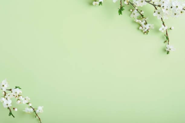 istock Spring Cherry Blossom. Abstract background of macro cherry blossom tree branch on green background. Happy Passover background. Spring womens day concept. Easter, Birthday, womens or mothers holiday. 1475886012