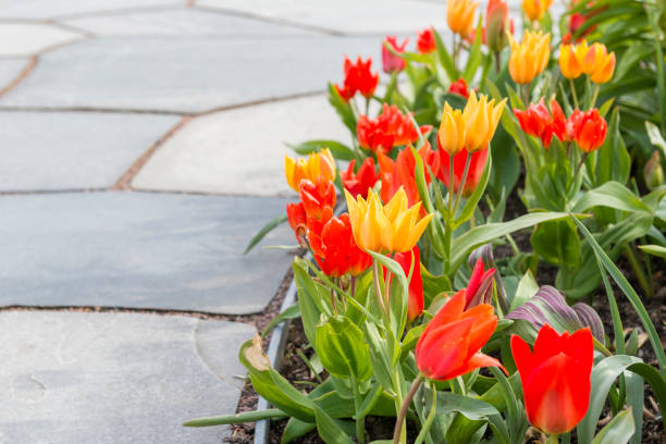 istock Yellow and red Tulips flowerbed 1475886026