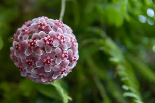 Hoya carnosa flowers. Porcelain flower or wax plant. pink blooming flowers ball