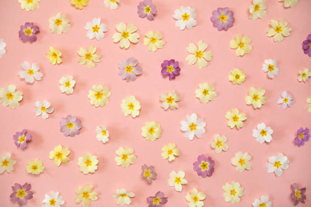 istock Spring  flowers pattern on pink background. Pastel coloured flowers flat lay, bright light with shadows, abstract bloom background. Greeting card, wedding, anniversary. 1475887550
