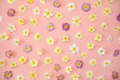 Spring  flowers pattern on pink background. Pastel coloured flowers flat lay, bright light with shadows, abstract bloom background. Greeting card, wedding, anniversary.