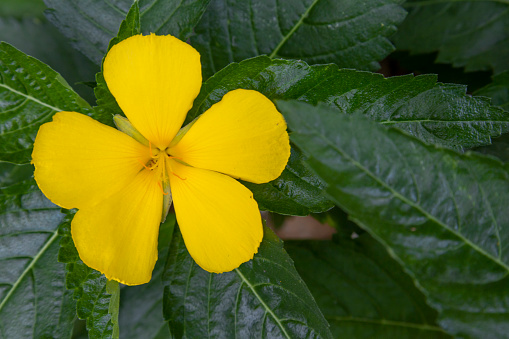Turnera ulmifolia flower (the ramgoat dashalong or yellow alder) Turnera diffusa yellow flower