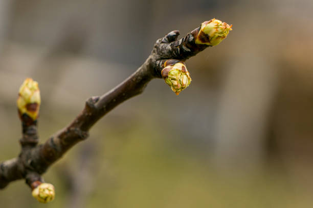 istock Pear in spring. Young pear buds. Pear buds Planting a pear. 1475887589