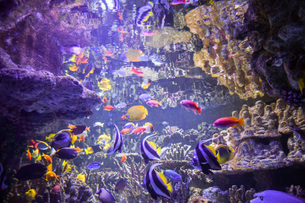 istock tropical fish swimming quickly through the coral reef 1475888468