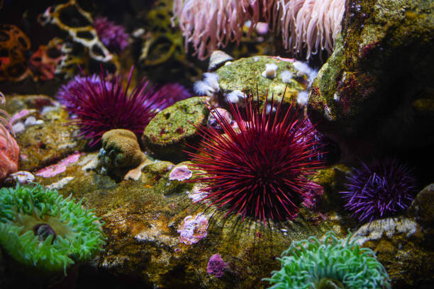 istock colorful coral reef at the aquarium 1475888488