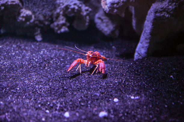 a horizontal photo of a small red crustacean at the aquarium