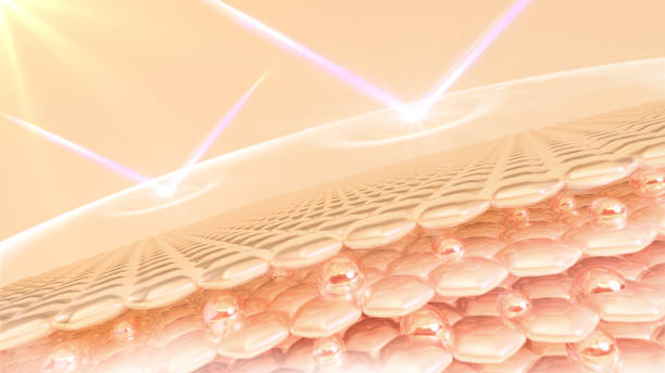 UV-protected 3D rendering of skin cells stock photo