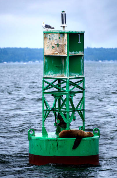 istock Seal resting in the Puget Sound 1475889366