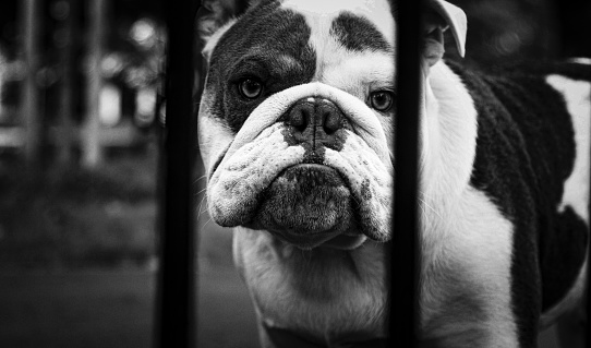 Dog looking through bars, cage, park, outdoors, bulldog, spotted dog black and white photo.