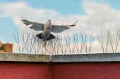 spikes, hedgehogs or steel spikes for the protection of urban buildings from the feces of pigeons and other birds. pest control system