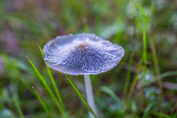 mushroom