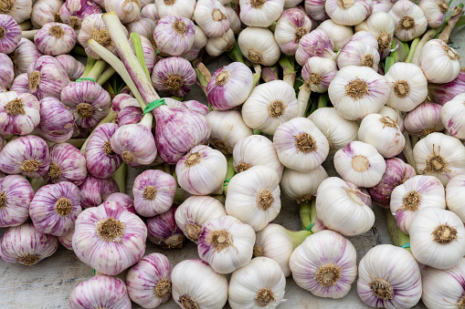 A close-up of freshly grown garlic in a market in a town in the south of France. It is local produce farmed and gown locally.