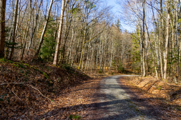 istock Forest path in winter on a sunny day 1475909745