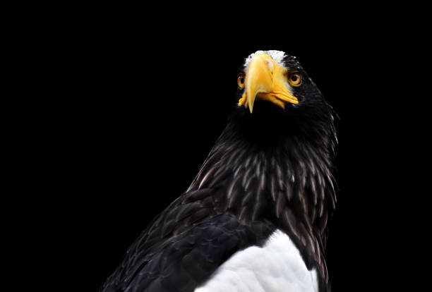 istock Eagle portrait on a black background 1475911525