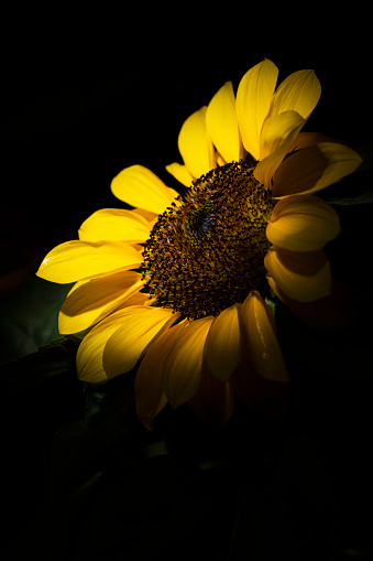 Moody sunflower dark flowerbed background. Mystical sunflower on black flowerbed background.