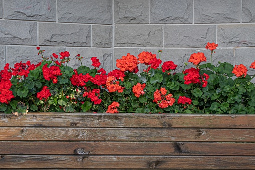 Wooden planter pot background with red geraniums